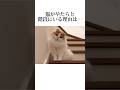 今日のネコの秘密も可愛すぎます😭【雑学】ネコの可愛すぎる秘密10選を大暴露🤫#猫 #ネコ#猫のいる暮らし