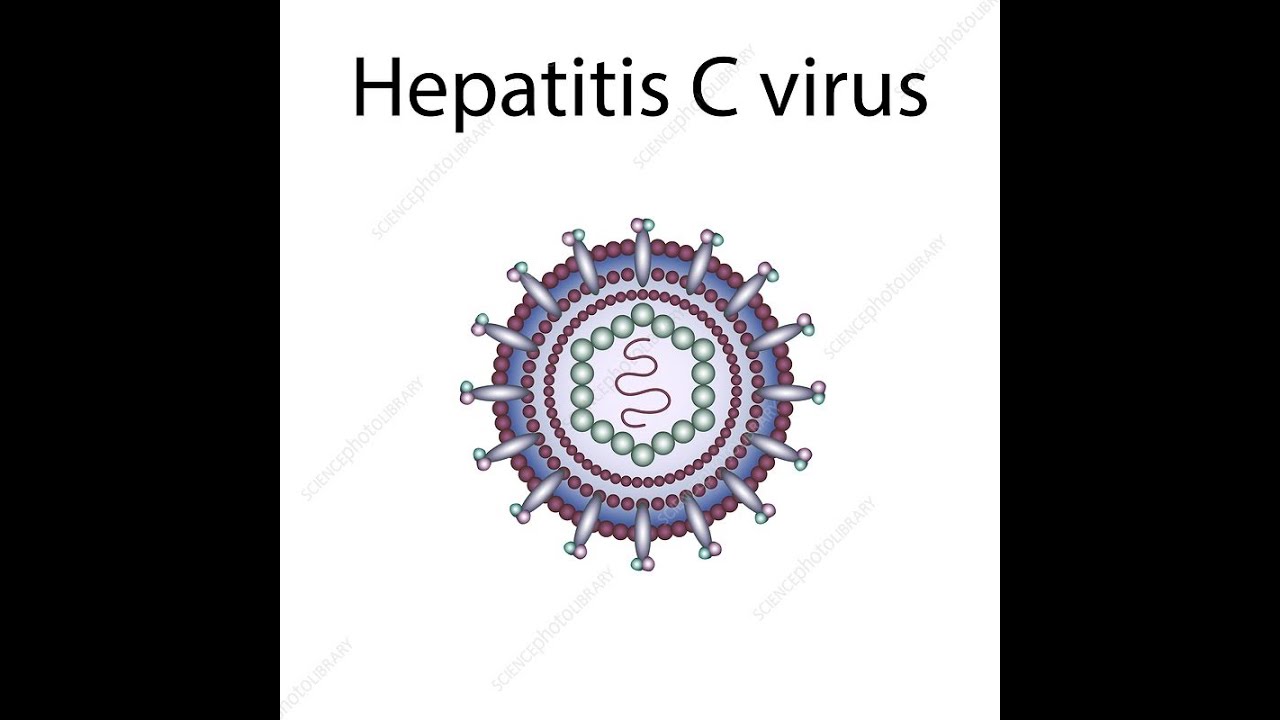 Hepatitis C Virus