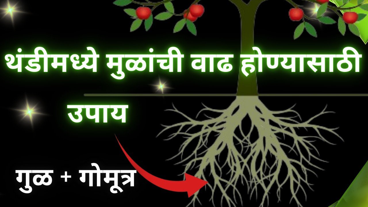 थंडीमध्ये मुळांची वाढ थांबली ती वाढवण्यासाठी कोणती उपाययोजना करावी ll Root Development Treatment