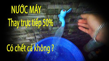 Thay nước hồ cá 50% nước máy trực tiếp - có nguy hiểm không ?