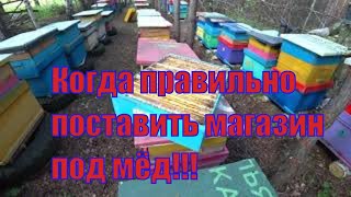 КОГДА СТАВИТЬ СЛЕДУЮЩИЙ МАГАЗИН ПОД МЁД, КАК И КАКИМ СЕМЬЯМ