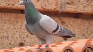 esp-79513-2017 first pigeon arriving sunday may 27, 2018 300 km tough race lanzarote island