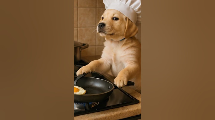 “Chef Pup in the Kitchen — Gordon Ramsay better watch out! 👨‍🍳🐶”