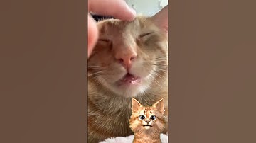 GPTCat explains Catnip