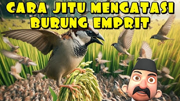 Terbaru‼️Cara Memasang Jaring Hama Burung Di Sawah