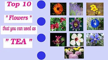 What is the best fertilizer for daisies?