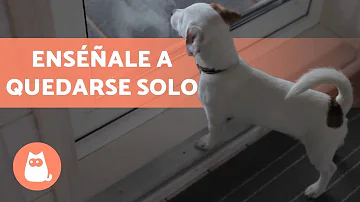 ¿Cómo adiestrar a mi perro para que se quede solo?