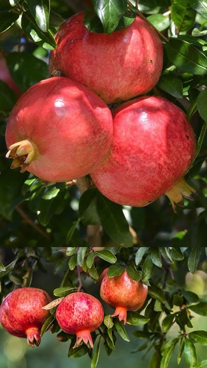 🥰Гранат Ак Дона🥰 - YouTube