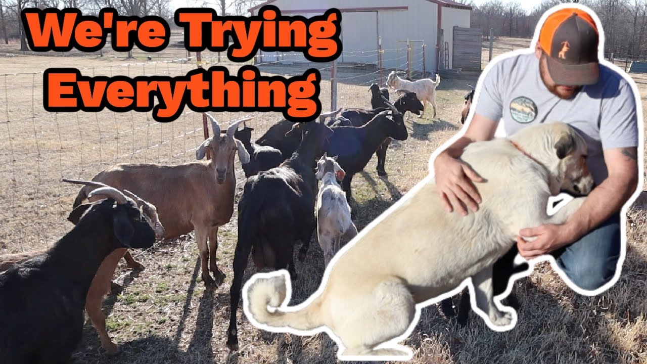 I Wish I Could Make Her Feel Better | LIVESTOCK GUARDIAN DOG Just Wants