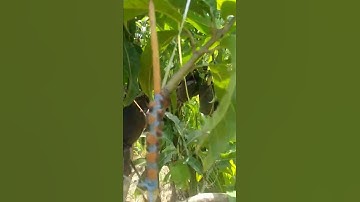 Approach Grafting in Mango