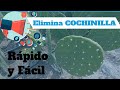 🌵ELIMINA | Grana Cochinilla Fácilmente 2021 - Control Orgánico