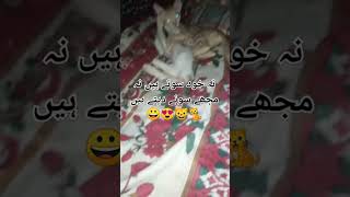 گڈو اور چنو نہ خود سوتے ہیں نہ مجھے سونے دیتے ہیں. #shortvideo#catslover   #shortsfeed