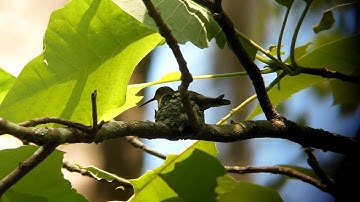 Ruby-throated Hummingbird making a nest