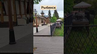 Рыбинск! Ярославская область! Грибной лес и Волга!!! #волга #опята #рыбинск