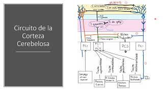 CEREBELO -   PARTE 3 Fisiología I MED