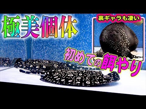 ダイヤモンドポルカ  販売　ギャラ血統　値下げ　親画像有り hqdefault.jpg