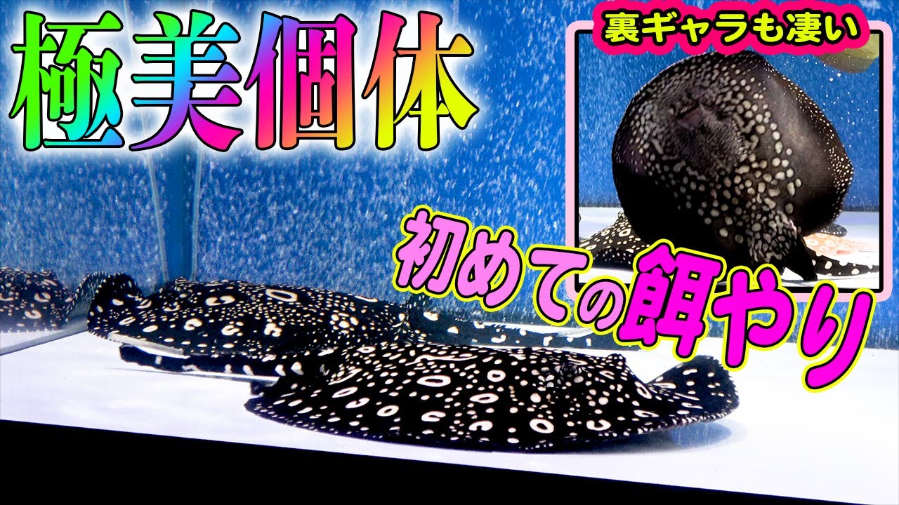 夏休み特価‼️即戦力某有名血統ダイヤモンドポルカ40cm前後