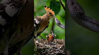 The Crowned Bird! Amazing Hoopoe Feeding Its Baby#Hoopoe #Hudhud #BirdFacts #NatureFacts #Wildlife