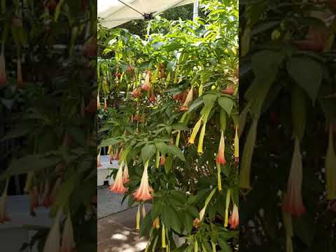 Βίντεο: Πληροφορίες λιπασμάτων Brugmansia - Πώς και πότε να ταΐζετε τα φυτά Brugmansia