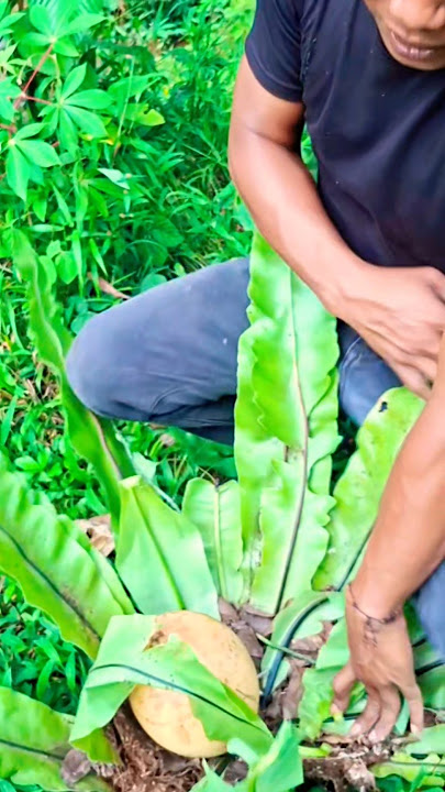 Rare kadaka fruit, rich in benefits #shorts