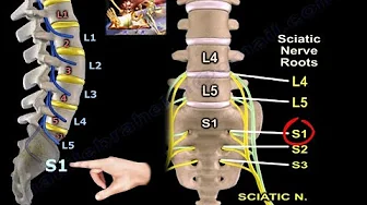 Examination Of S1 Nerve Root - Everything You Need To Know - Dr. Nabil Ebraheim