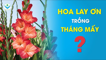 Hoa lay ơn trồng tháng mấy ︱ Nông Sản ND