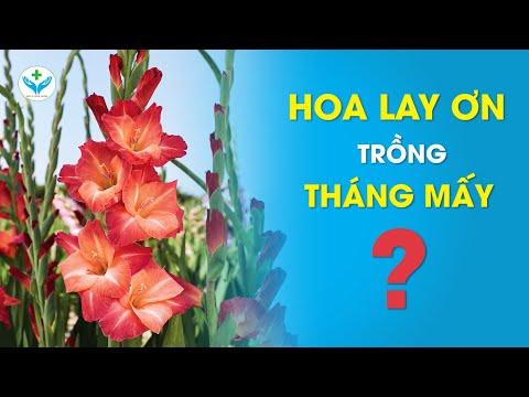 Video: LàmCây Hoa Lay Ơn Có Cần Giấu: Tìm Hiểu Về Cách Trồng Hoa Lay Ơn