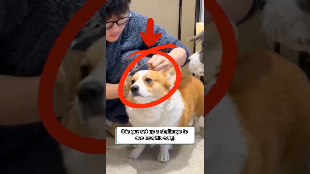 Corgi vs Border Collie: Treat Challenge Showdown! 🐶🍪 