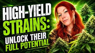 HIGH-YIELD STRAINS: UNLOCK THEIR FULL POTENTIAL