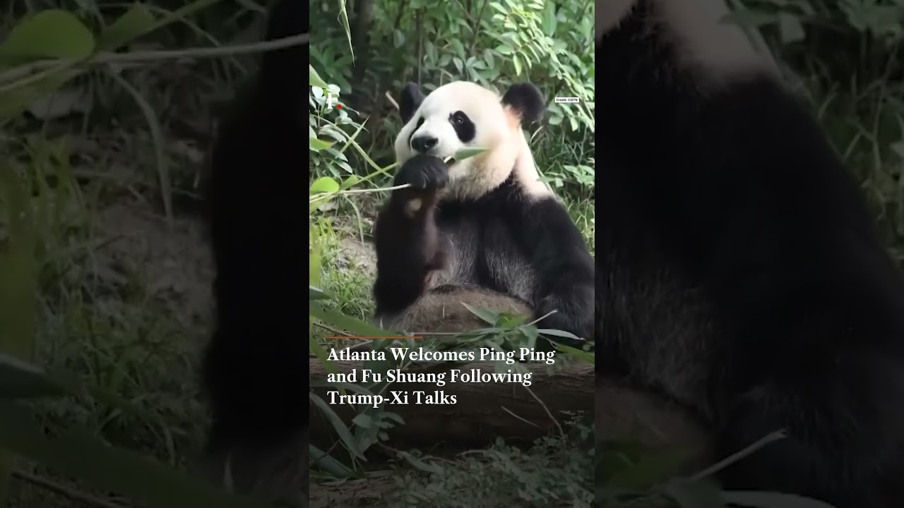 Atlanta Welcomes Ping Ping and Fu Shuang Following Trump - Xi Talks | Firstpost News thumbnail