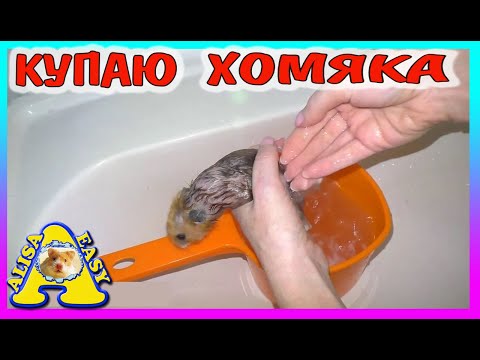 ХОМЯК С ПОМОЙКИ ИЗЮМЧИК - КУПАЮ / СПАСЕНИЕ ХОМЯКА / Alisa Easy Pets