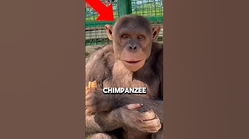 The Condition That Makes Chimps Look Like This