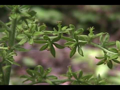 Poison Plant series- False Hellebore 1.wmv