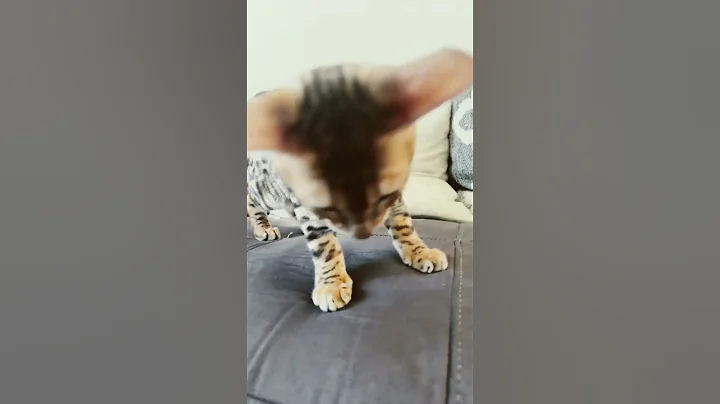 Video 11662061: bengal cat kitten