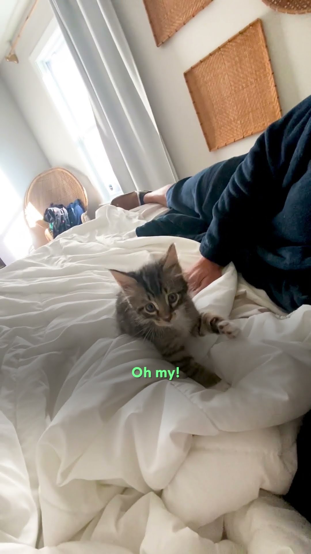 Pocket-Sized Kitten Changes This Guy’s Into a Cat Lover | The Dodo