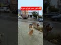 شكون عندو كوراج يديرها 