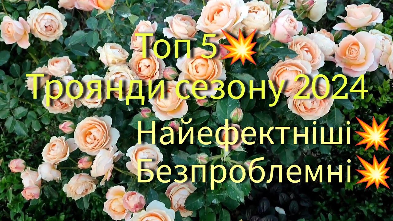 Троянди най най- фаворити сезону 2024