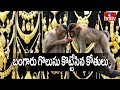 Monkeys snatch gold chains from VRO's house in Telangana