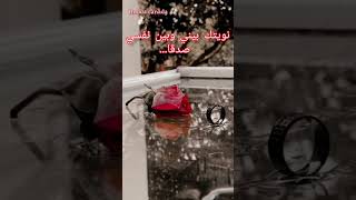 كلام من القلب للقلب❤️أجمل كلام للحبيب💞رسائل حب قصيرة ✨