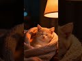 Mimi #17 🧣 Winter Blanket Purr | AI Loop Short