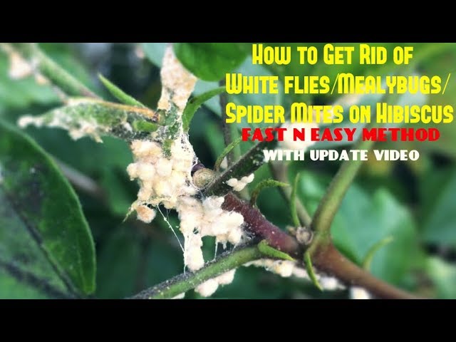 How to Get Rid of White flies/Mealybugs/Spider Mites on Hibiscus (With Updates)