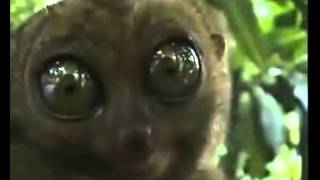 OMG cat meets the Dramatic Lemur. SUPER EPIC.