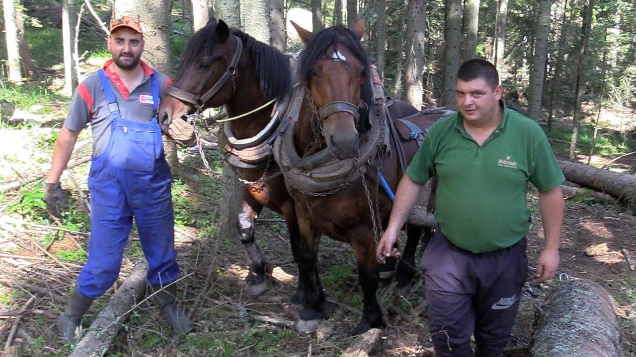 IZVOZ BALVANA JASENOVA ROMANIJA 2025 !