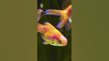 #بلال_دربالي الآيات 98-99 من سورة الأنبياء