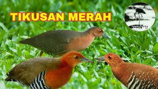 Suara pikat Tikusan merah / Sintar api TOP Suara jernih