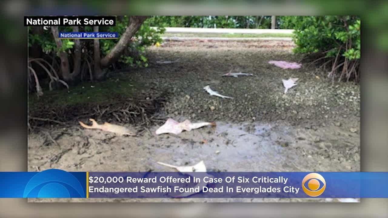 $20,000 Reward Offered In Case Of 6 Critically Endangered Sawfish Found Dead In Everglades City
