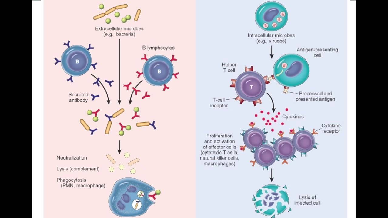Humoral and cell mediated immunity   youtube