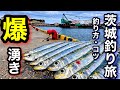 足元でマイワシが止まらない！朝マズメ全滅からの急変⁉︎【茨城釣り旅】2026.3