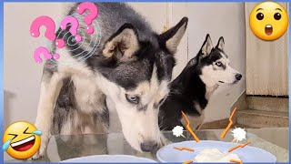 I put FOOD for my DOGS and leave them alone !! DO YOU EAT IT OR NOT? [FUNNY REACTION]