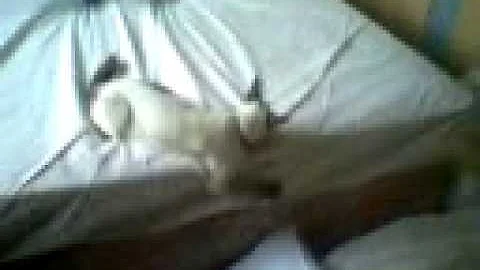 Video 807511: boy siamese cat, siamese cat playing, siamese chocolate, cat playing chase, cat old